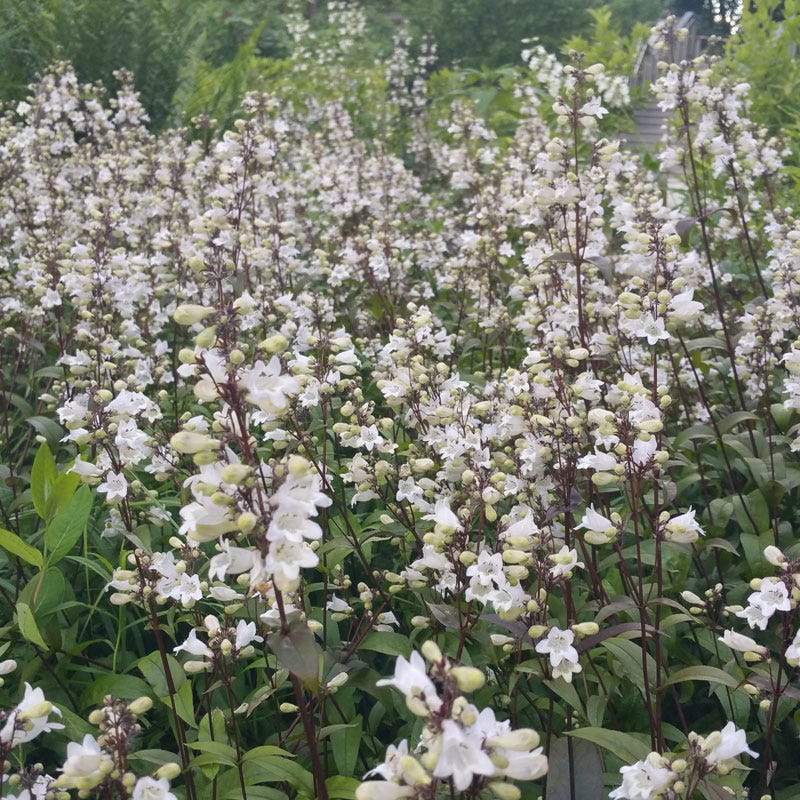  Husker Red Penstemon