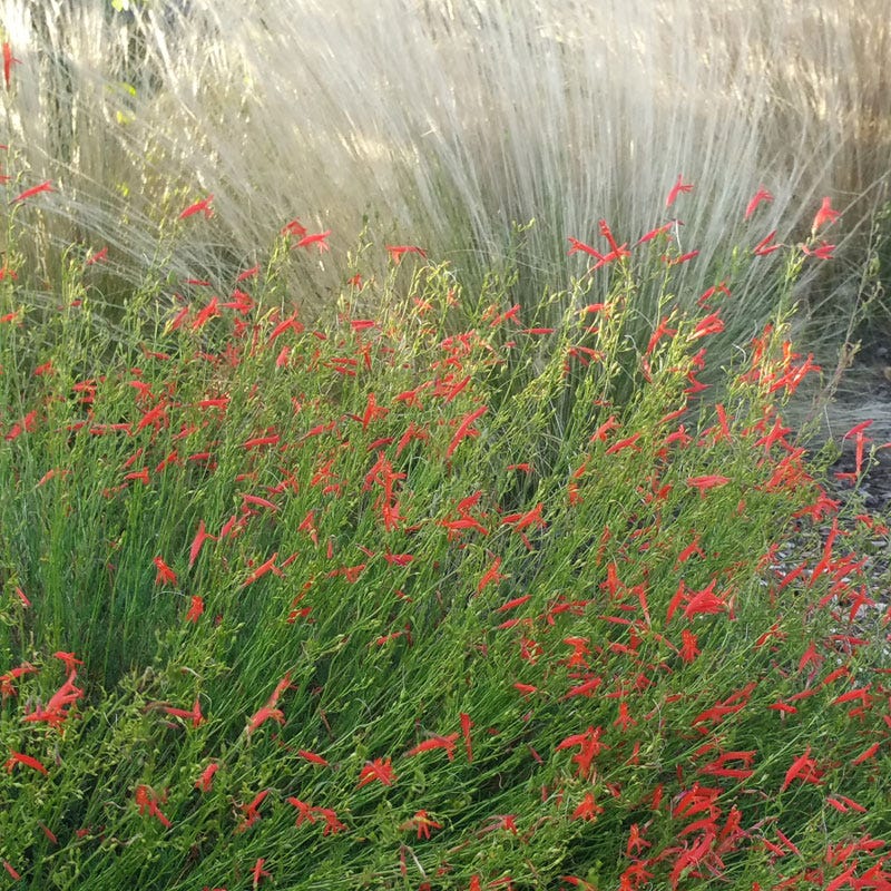  Pineleaf Penstemon