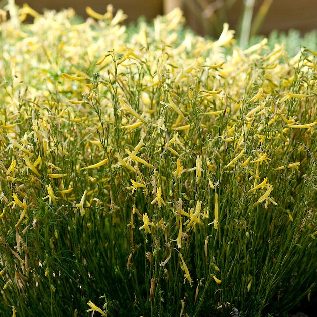  Yellow Pineleaf Penstemon