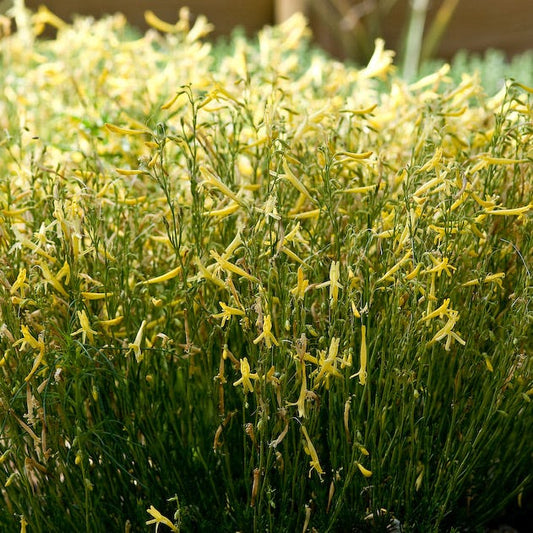  Yellow Pineleaf Penstemon