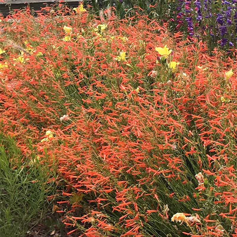  Luminous Pineleaf Penstemon