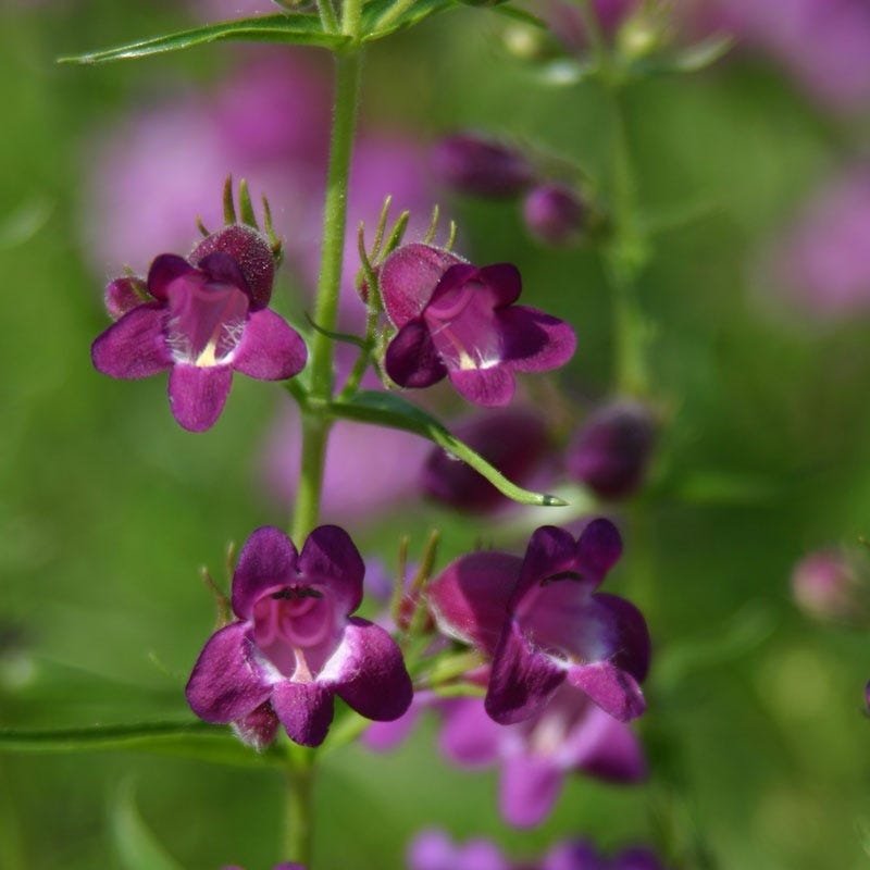  Pike's Peak Purple® Penstemon