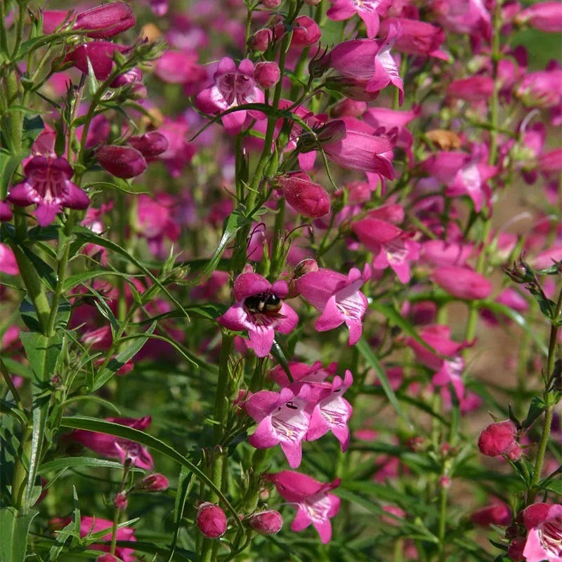  Red Rocks® Penstemon