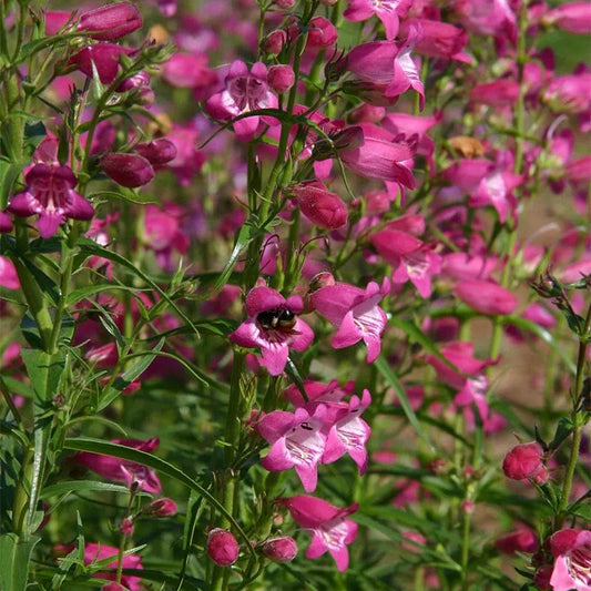  Red Rocks® Penstemon