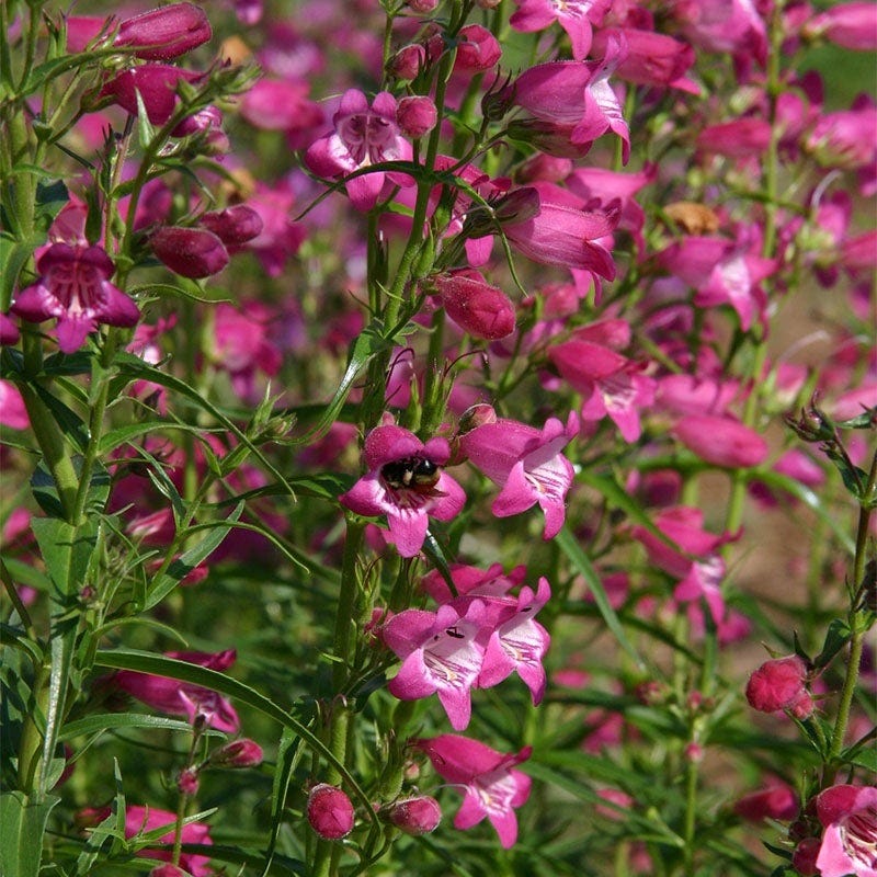  Colorado Perennial Collection