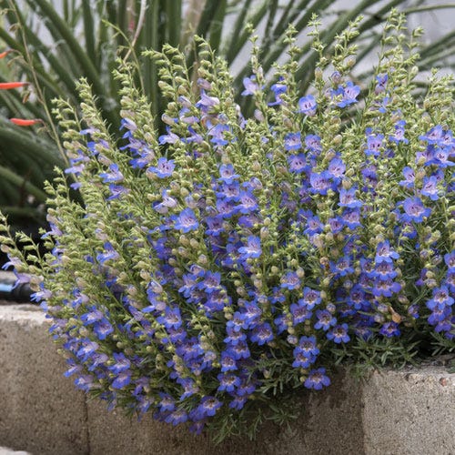  Blue Lips Penstemon