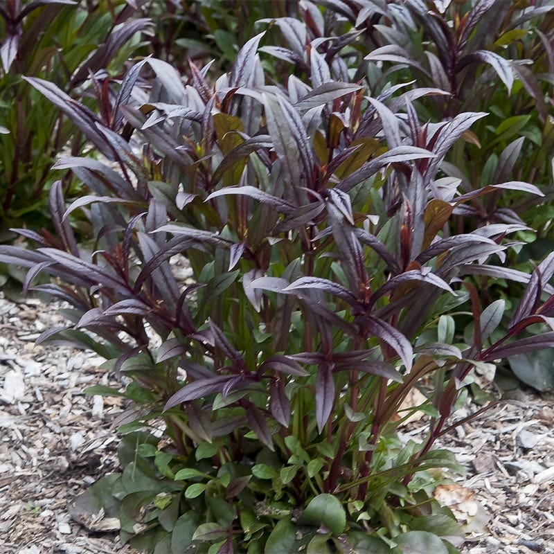  Dark Towers Penstemon