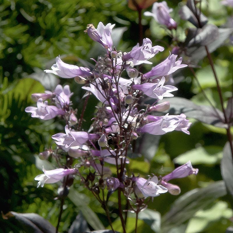  Dark Towers Penstemon