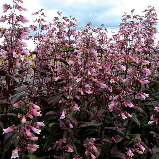  Dark Towers Penstemon