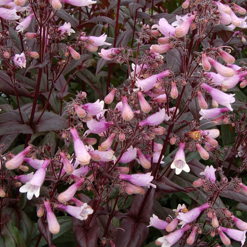  Dark Towers Penstemon