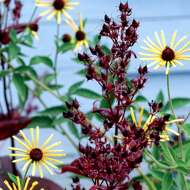  Dark Towers Penstemon