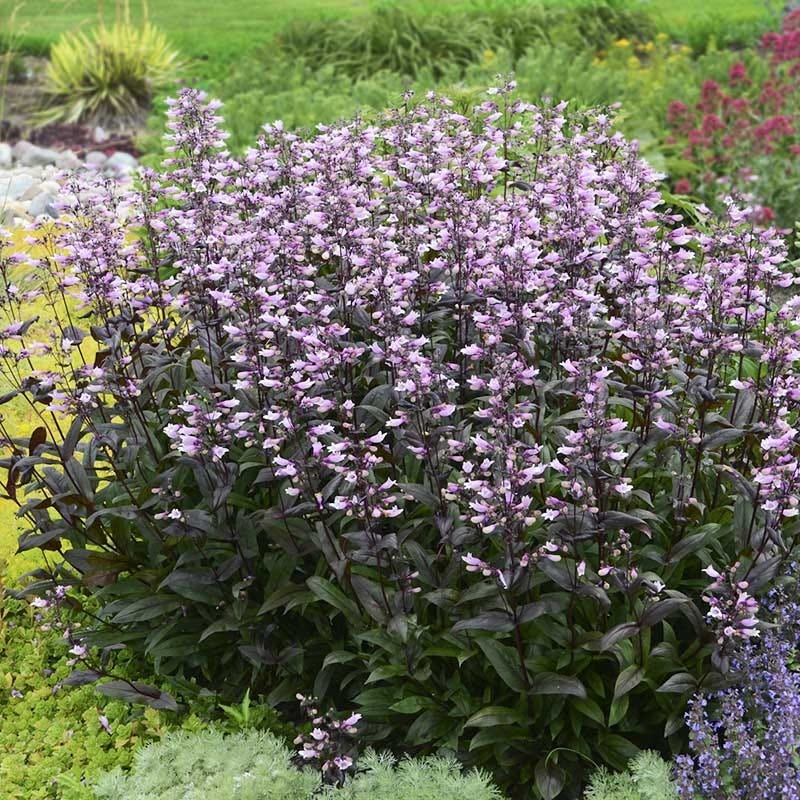  Dark Towers Penstemon