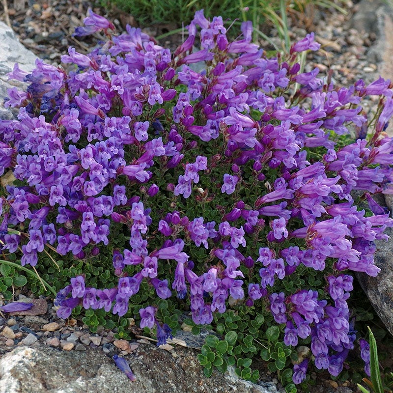  Davidson's Penstemon