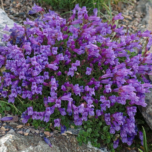  Davidson's Penstemon