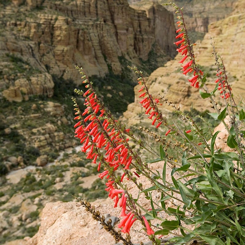  Firecracker Penstemon Richfield Strain