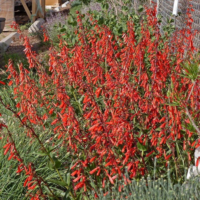  Hummingbird Attracting Collection For The West