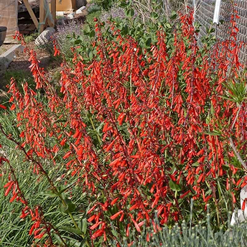  Firecracker Penstemon Richfield Strain