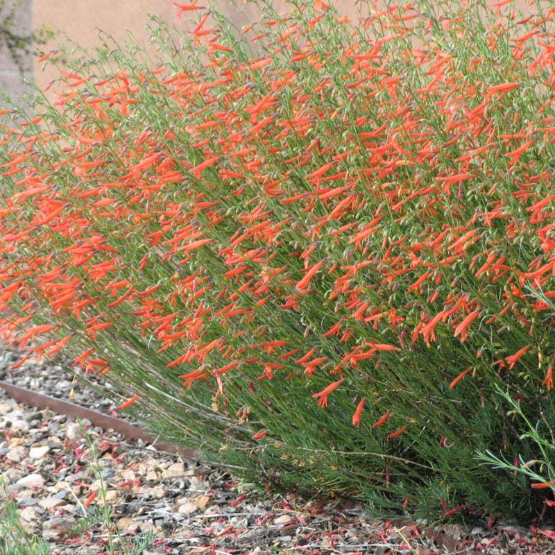  Pineleaf Penstemon