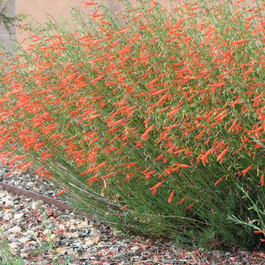  Pineleaf Penstemon