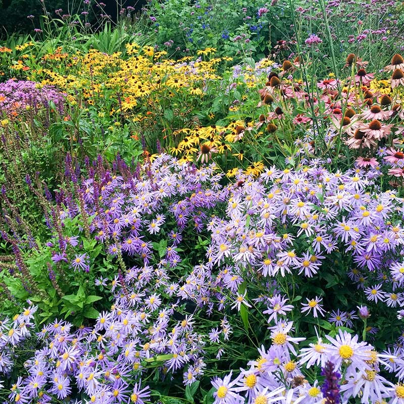  High Country Meadow Native Wildflower Seed Mix