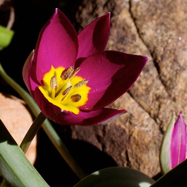  Multiplying Mini Tulip Bulb Collection