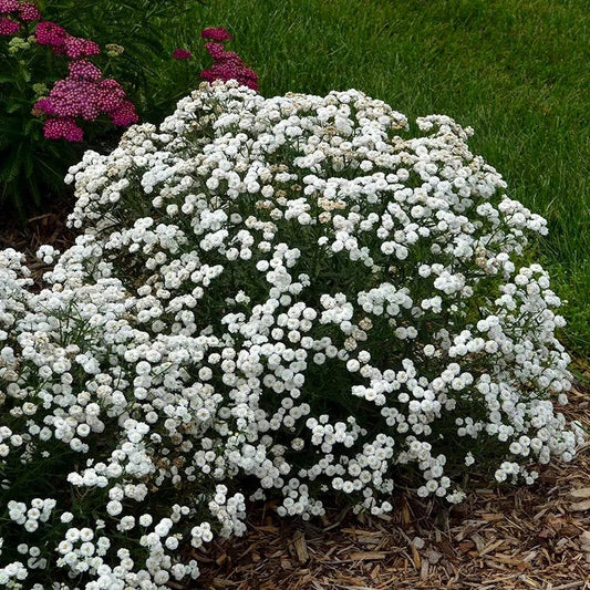  Peter Cottontail Yarrow