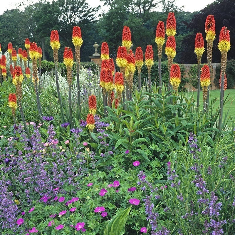  Pfitzer Red Hot Poker Mix