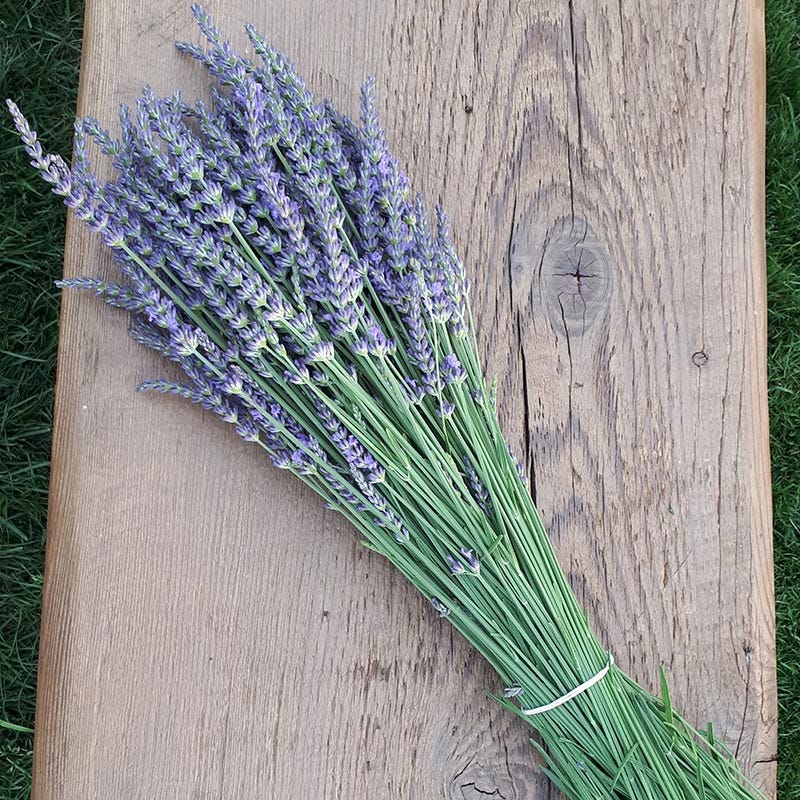  Phenomenal® Lavender
