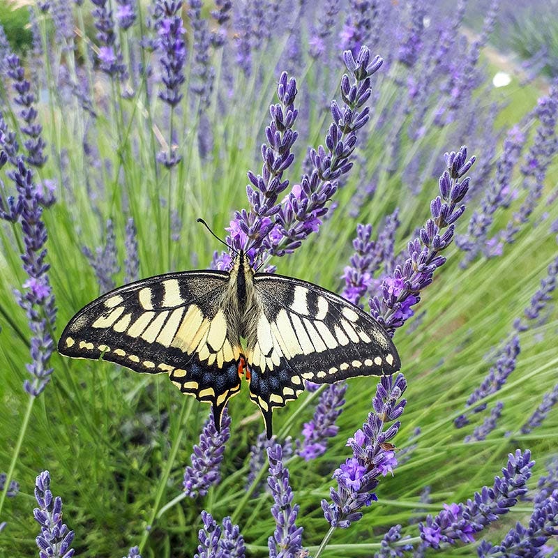  Phenomenal® Lavender