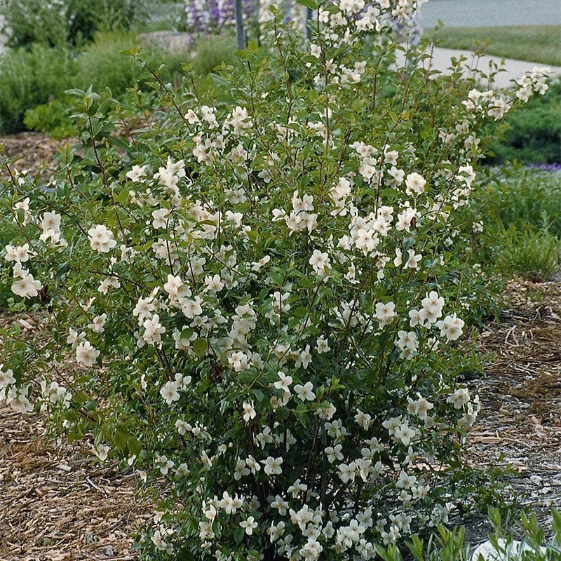  Cheyenne® Mock Orange