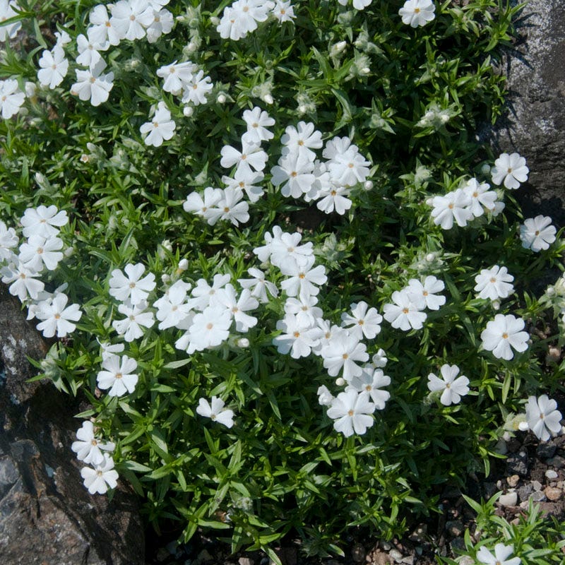  Snowflake Creeping Phlox