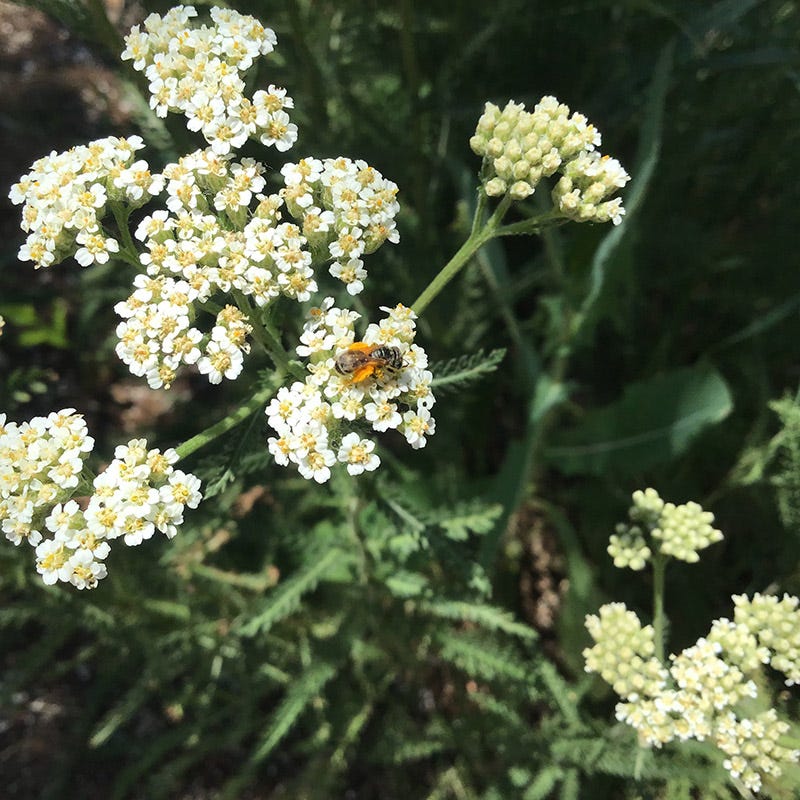  Xeriscape Clover Lawn Seed Mix