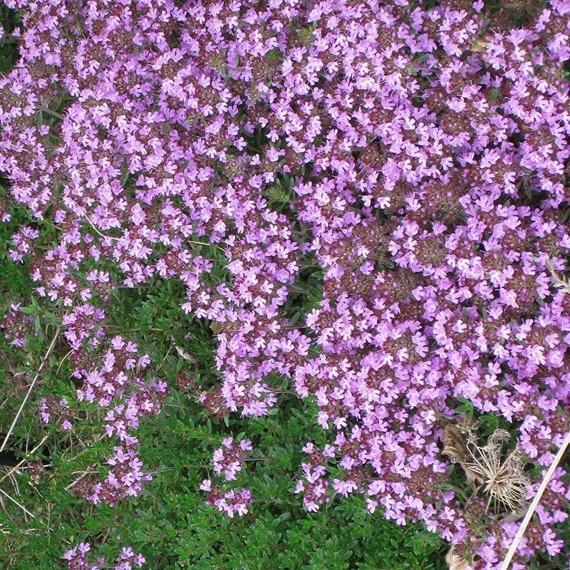  Tread On Me Evergreen Groundcover Collection