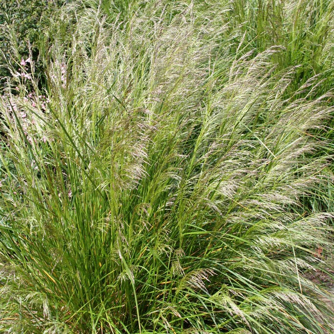  Pixie Fountain Tufted Hair Grass
