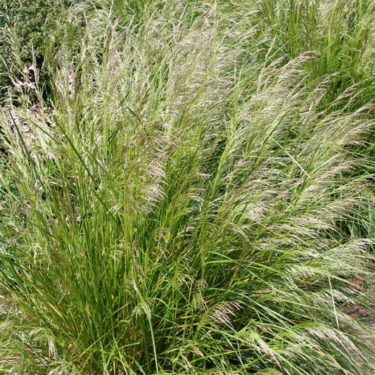  Pixie Fountain Tufted Hair Grass