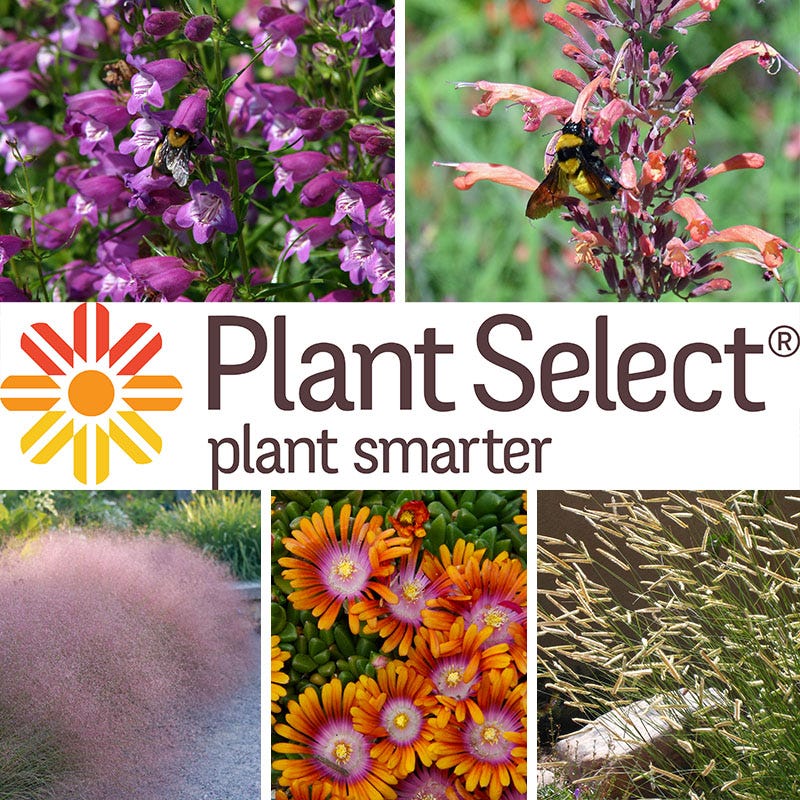  Plant Select® Waterwise Perennial Collection