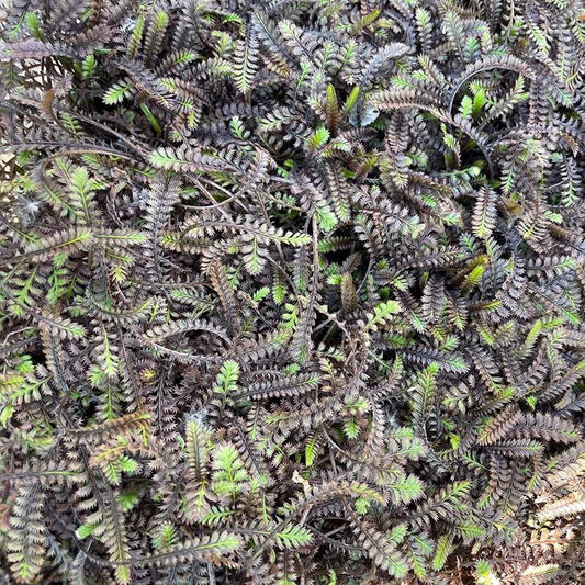  Platt's Black Brass Buttons (Leptinella)