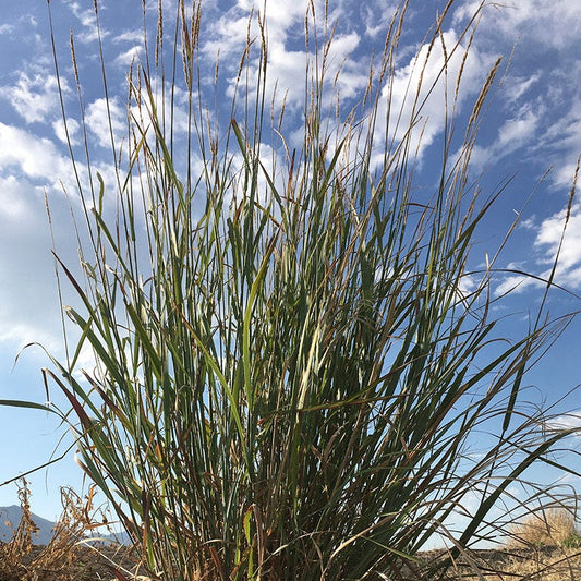 Mini Oat Grass (Poa)