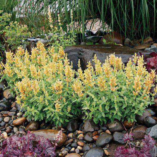  Poquito™ Butter Yellow Agastache