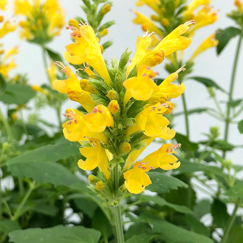 Poquito™ Butter Yellow Agastache