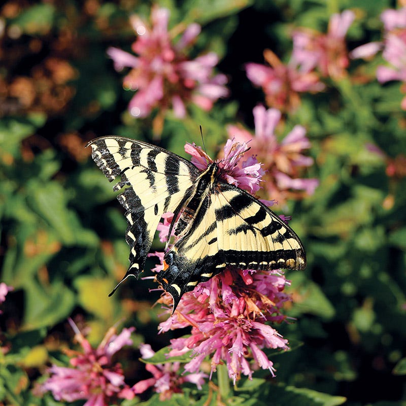  Poquito™ Lavender Agastache