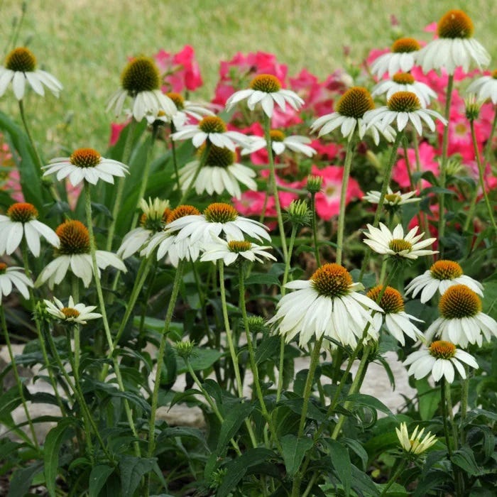  PowWow® White Echinacea