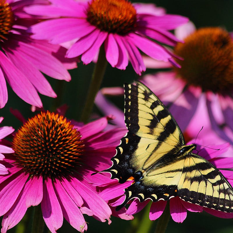  PowWow® Wild Berry Echinacea