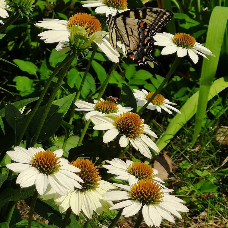  PowWow® White Echinacea
