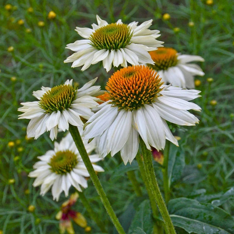 PowWow® White Echinacea