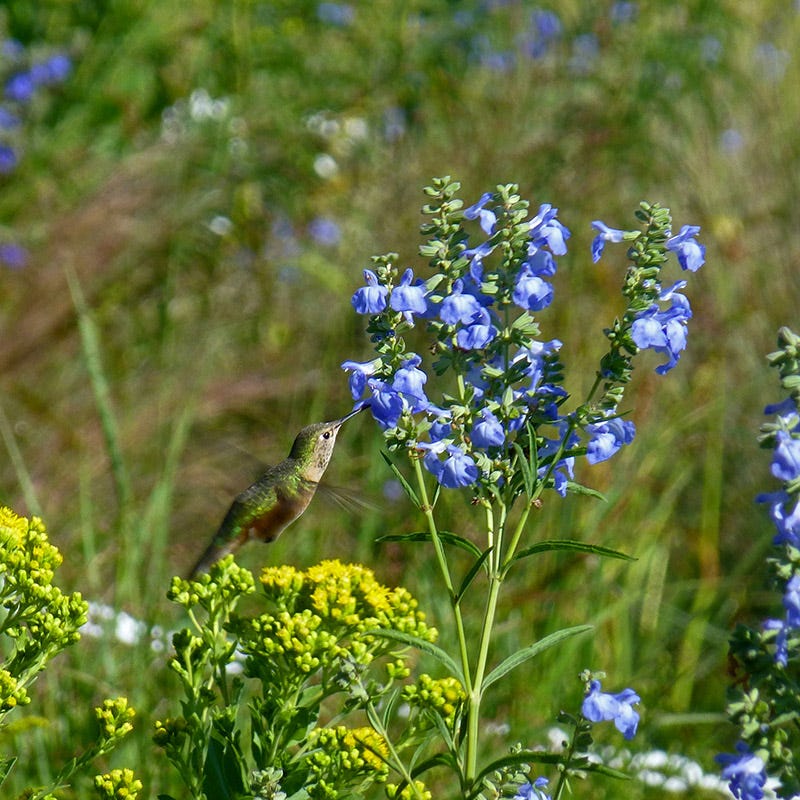  Prairie Salvia
