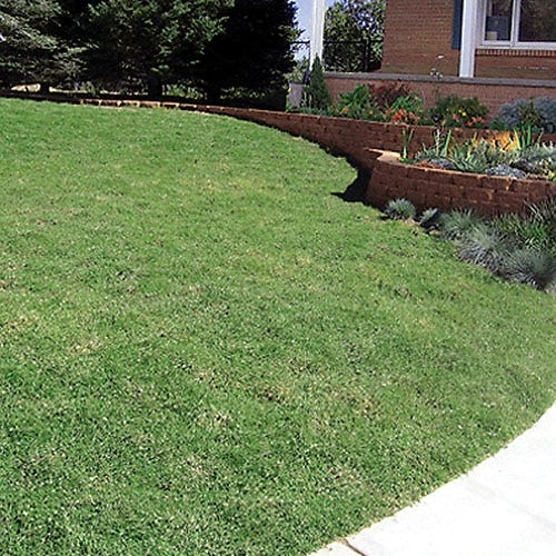  Prestige™ Buffalo Grass Plugs