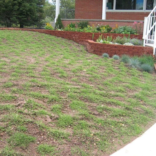  Prestige™ Buffalo Grass Plugs
