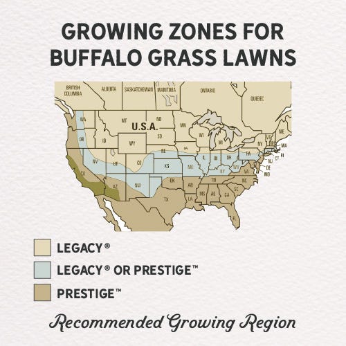  Prestige™ Buffalo Grass Plugs