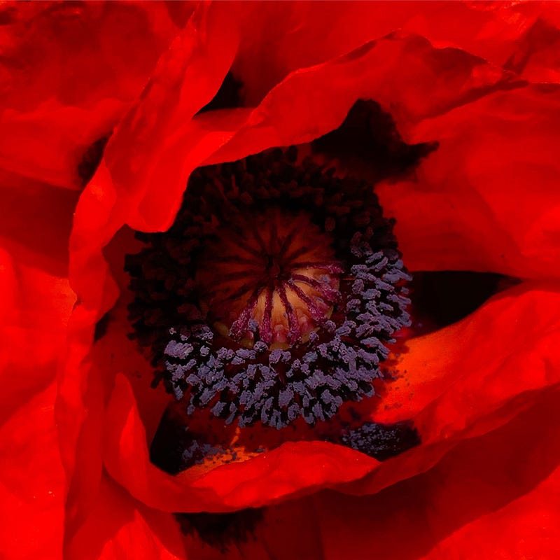  Prince Of Orange Oriental Poppy